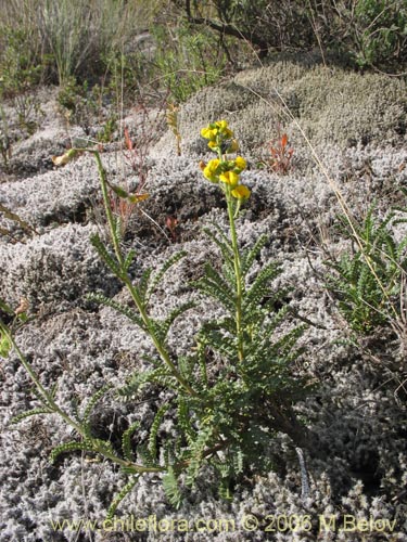 Bild von Adesmia emarginata (Paramela). Klicken Sie, um den Ausschnitt zu vergrössern.